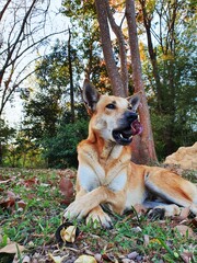A brown dog sat cross-legged, flicking his tongue, in the garden.