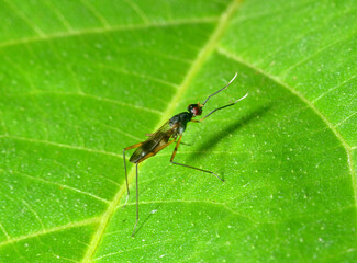 long legged skinny fly