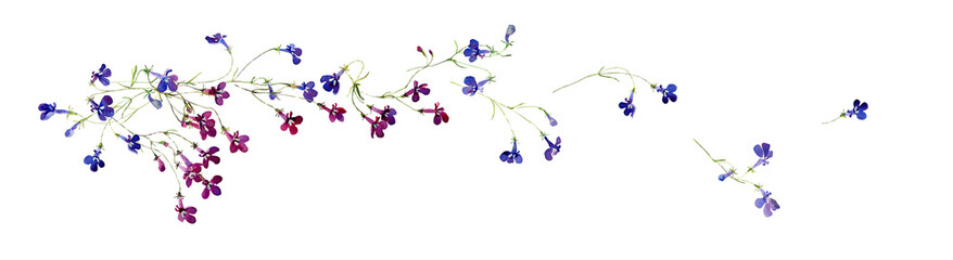 Watercolor composition of flying away lobelia flowers