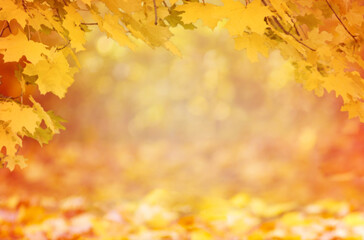 Naklejka na ściany i meble Defocus autumn image. Beautiful autumn landscape with yellow trees.