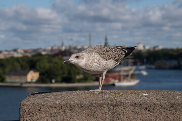 Juvenil great black-backed gull at a view point in Stockholm, Sweden