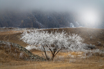 Earth watching, time before winter. Winter has descended from mountains to foothills. Frost coating...