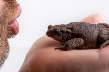 the lips of a man who is going to kiss a big toad sitting on his palm, close-up on a white...