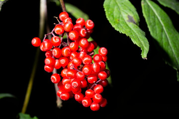 Red Elderberry Sambucus racemosa the branches inedible berries