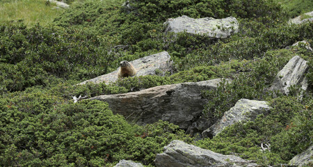 Marmot Marmota in South Tyrol