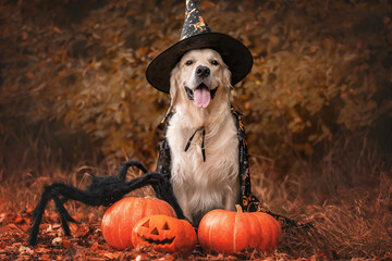 A dog dressed as a witch for Halloween. A golden retriever sits in a park in autumn with orange...