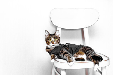 a spotted cat in a black T-shirt is on a white wooden painted chair which is torn by claws in a white room