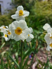 Narzisse ist eine frühe Blüte, die im Frühjahr gelb oder weiß blüht.
