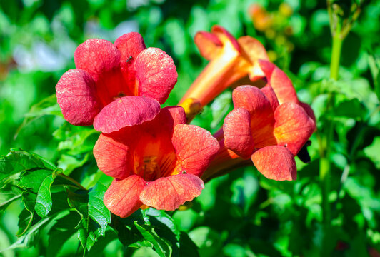 Orange flowers of the blossoming Campsis bush