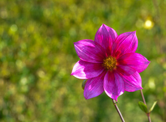 Obraz premium Dahlia