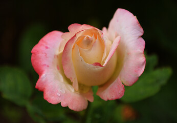 One rose in the garden