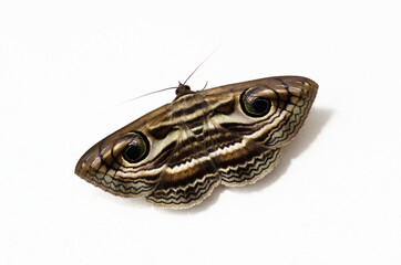 ハグルマトモエ