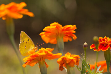 Yellow butterfly resting on a bright orange marigold flower