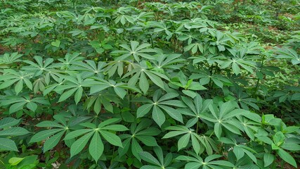 Cassava leaf plants are lush and bright green with abundant foliage, perfect for adding a natural touch to designs. Ideal for use in environmental and health-related projects