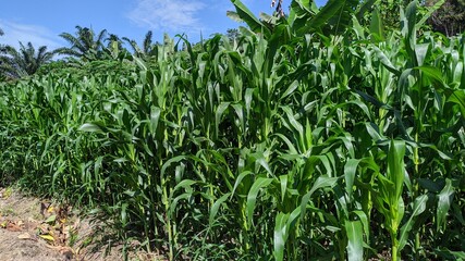 Fresh corn field on farm on blue sky background