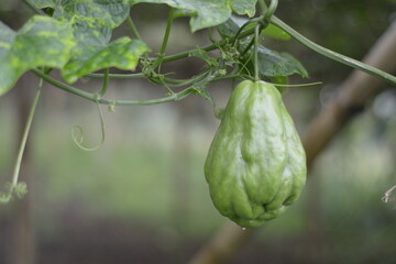 Fresh green chayote hanging from tree close up