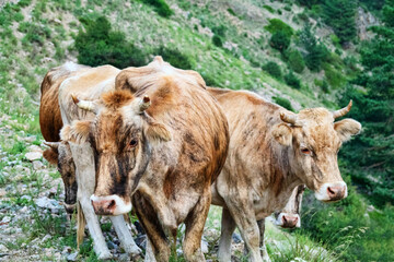 Cattle in mountain pastures