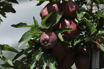 Apples Apple harvest in South Tyrol