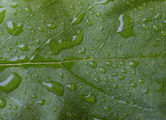 Drops of transparent rain water on a leaf. Floral macro background
