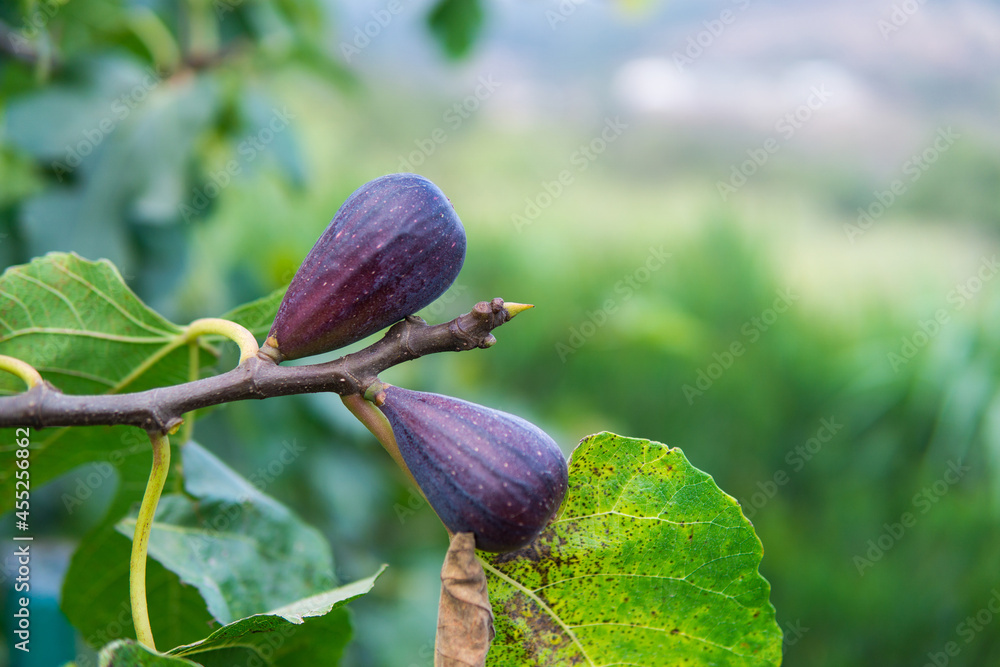 Poster two purple figs hanging from the branch of a fig tree