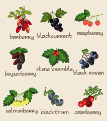 9 Different Botanical Edible Berries, Berry, Fruits. Fully Layered and Grouped. Shape and Color Editable Vector Illustration