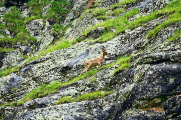 West Caucasian tur (Capra caucasica dinniki, young male, buckling) feeds in the West vicinity of...