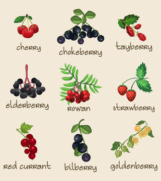 9 Different Botanical Edible Berries, Berry, Fruits. Fully Layered and Grouped. Shape and Color Editable Vector Illustration