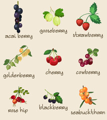 9 Different Botanical Edible Berries, Berry, Fruits. Fully Layered and Grouped. Shape and Color Editable Vector Illustration