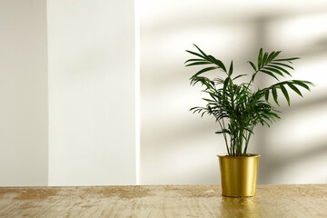 Palm trees in gold pots on a gold table with a raised and shadowed window on the wall 