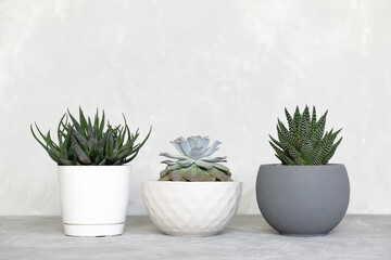 Different types of succulents, haworthia and echeveria in modern pots on a gray concrete background. Home gardening concept.