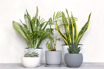 House plants in different pots on the background of a gray concrete wall: sansevieria, succulents, hamedorea or Areca palm. Houseplants care concept.