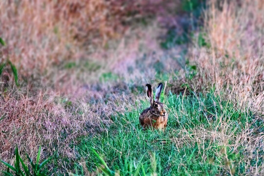 European brown hare