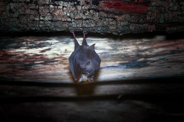 Greater horseshoe bat (Rhinolophus ferrumequinum) under the roof of an abandoned house. Nasal...