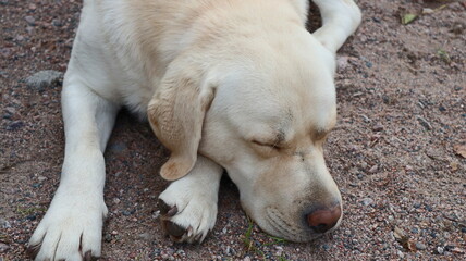 labrador retriever 