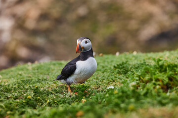 puffin standing on a rock cliff . fratercula arctica