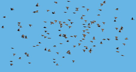 birds fly south on blue sky