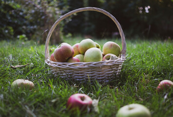 Red and green freshly picked apples in basket on green grass