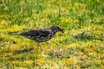 Song thrush catching leather jacket grubs from the meadow, turdus philomelos