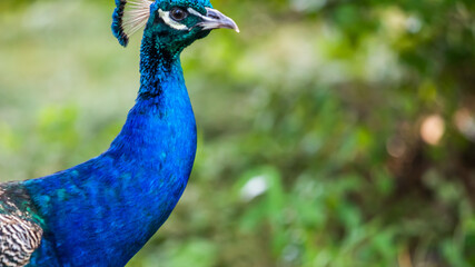 Obraz premium BEAUTIFUL BLUE PEACOCK