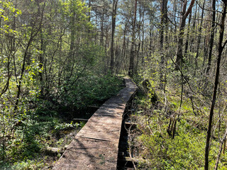 wood path in the forest