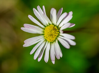 white daisy flower on sunny day and green background. 