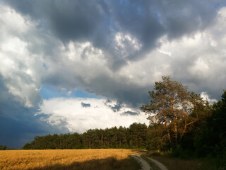 Thunderclouds over a wheat field and dark forest