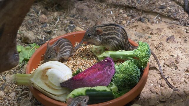 Close up shot of cute striped grass mice eating fresh vegetables in bucket