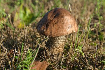 Grzybobranie, zbieranie grzybów w lesie.