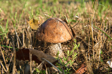 Grzybobranie, zbieranie grzyb&oacute;w w lesie.