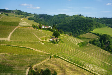 Landscape of Langhe, Piedmont, Italy near Diano at May