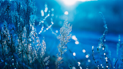 Fototapeta na wymiar Close Up Summer Autumn Grass In Sunset Sunrise Sunlight. Toned Photo In Blue Colors