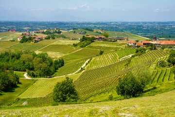 Naklejka premium Landscape of Langhe, Piedmont, Italy near Dogliani at May