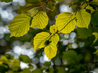 flowers and leaves of trees in the park of Moscow