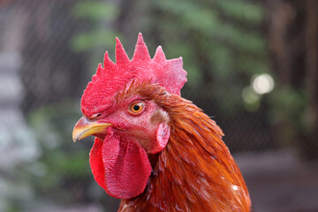 Portrait of red rooster on the farm. Poultry concept, cockerel on blurred background